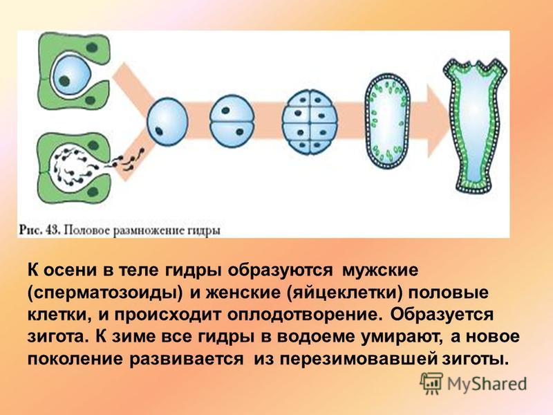 Гидра в даркнете